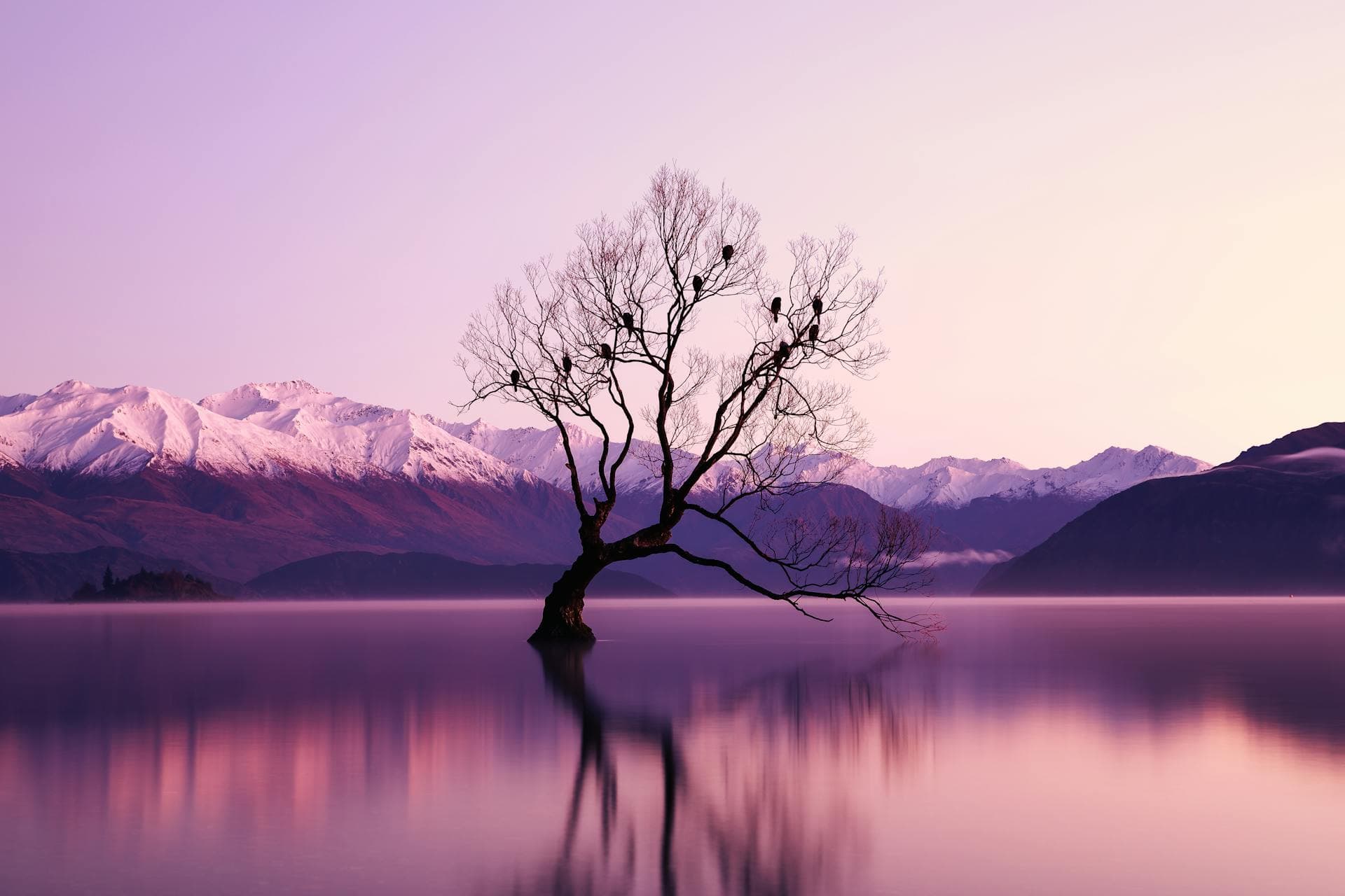 Alt: Arbre au milieu d'un lac. Symbole de sérénité et de contemplation.